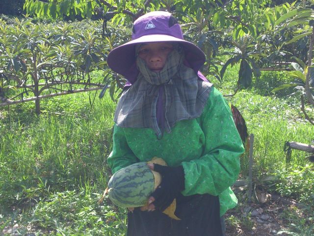【台東卑南 MOA有機甜美人8斤(兩顆裝)】露天套網栽種 品嚐順應天成的香瓜風味