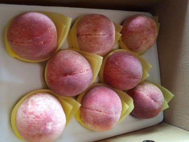 【最優質的水蜜桃 8入(2斤)】產季只有一個月 讓人垂涎欲滴的拉拉山水蜜桃！