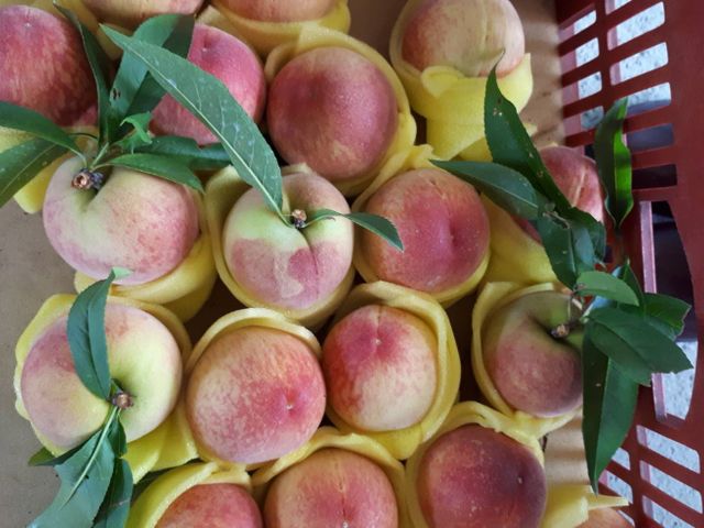 【最優質的水蜜桃 6入(2斤)】產季只有一個月 讓人垂涎欲滴的拉拉山水蜜桃！