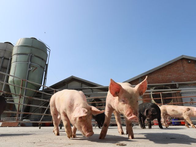 【OMEGA 亞麻籽豬肉 五花肉條600g】Omega亞麻籽養殖 讓肉質層次更豐富