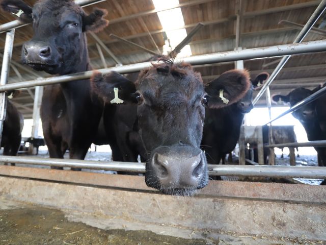 【台灣安格斯黑牛 厚切板腱牛排250g】引進國外在台重新培育的本土安格斯黑牛