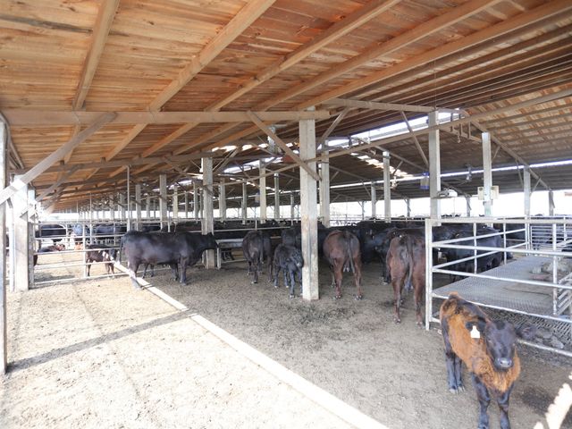【台灣安格斯黑牛 厚切沙郎牛排250g】引進國外在台重新培育的本土安格斯黑牛