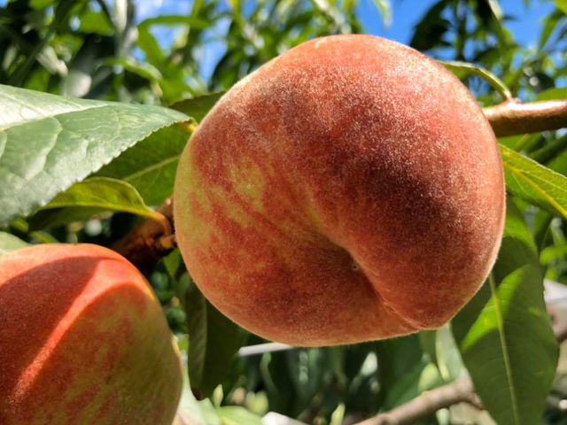 【超人氣！梨山特有 上海水蜜桃5入裝】產季極短！鮮嫩多汁的壓軸晚桃
