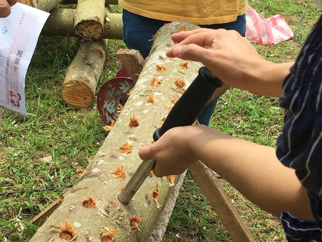 【五峰段木香菇(小) 4兩裝】來自族人的傳統味道 永續山林的植耕方法