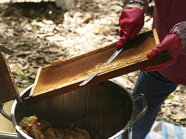 【厚皮香蜜(台東) 320g】遊牧放蜂、以低溫熟成保留營養的天然蜂蜜