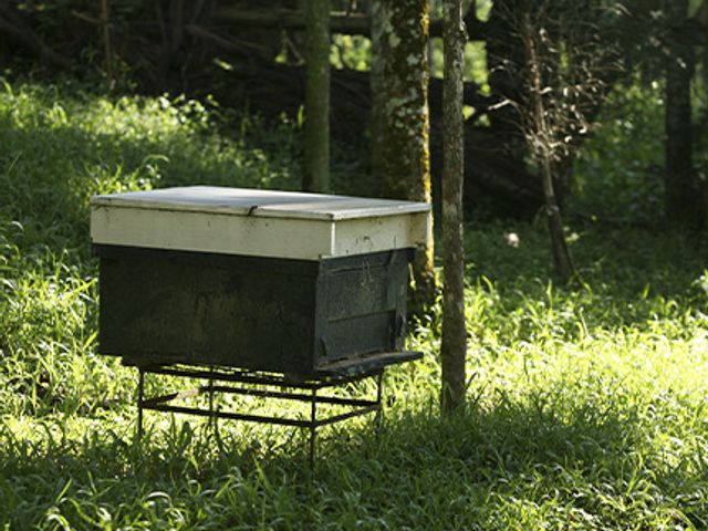【文旦蜜(花蓮瑞穗) 320g】遊牧放蜂、以低溫熟成保留營養的天然蜂蜜