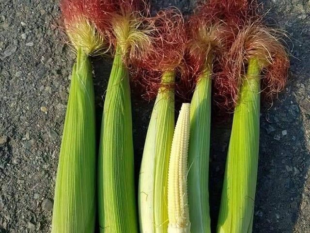 【蔬菜組合10斤裝(白龍王水果玉米3斤+玉米筍4斤+台農57號地瓜(小)3斤】人氣冠軍銷售組合，烤肉最佳綠葉