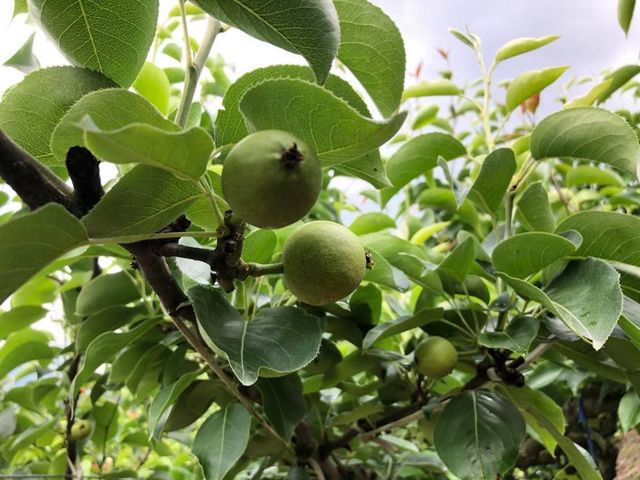 【台中梨山 高海拔新世紀梨12粒裝】秋天吃梨正當時 品嚐脆甜多汁的高山梨