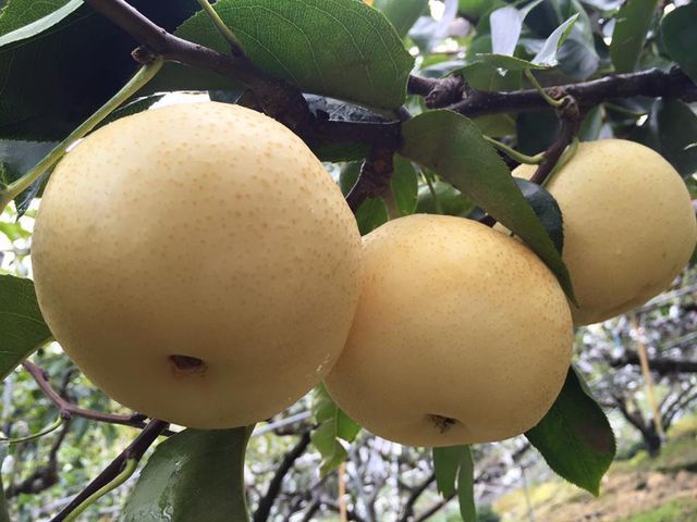 【台中梨山 高海拔新世紀梨15粒裝】秋天吃梨正當時 品嚐脆甜多汁的高山梨