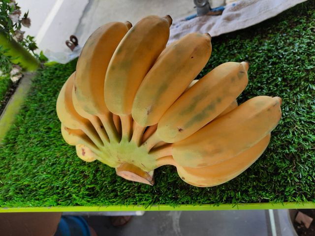 【花蓮安心芭蕉8斤裝×2箱】Q軟有嚼勁的無農藥香蕉！