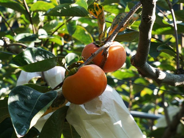 【甜蜜預購 蘿拉的大雪山甜柿6粒裝(6A)】口感脆甜多汁 超人氣柿子！