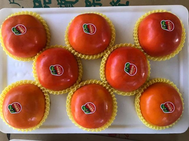 【預購！梨山松茂部落--香甜爽脆的日本甜柿8粒裝(6~7兩)】今年最後一波 錯過只能等明年