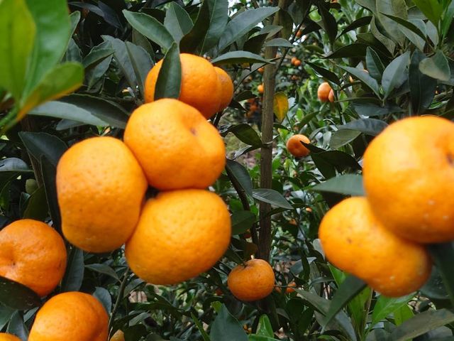 【橘香開賣！拉拉山上的黃金砂糖橘一盒(3斤裝)】高山種植 香甜多汁 果粒飽滿