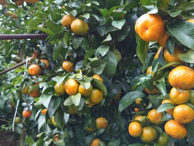 【橘香開賣！拉拉山上的黃金砂糖橘 4盒(3斤裝/盒)】高山種植 香甜多汁 果粒飽滿