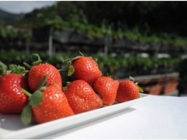 【苗栗大湖 愛在甜心有機(轉)草莓900g(15粒×3盒)】最夢幻的冬季水果 酸甜幸福滋味