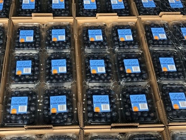 【預購！紐西蘭新鮮空運 藍莓125g×9盒】給你滿滿花青素 byebye阿珠媽