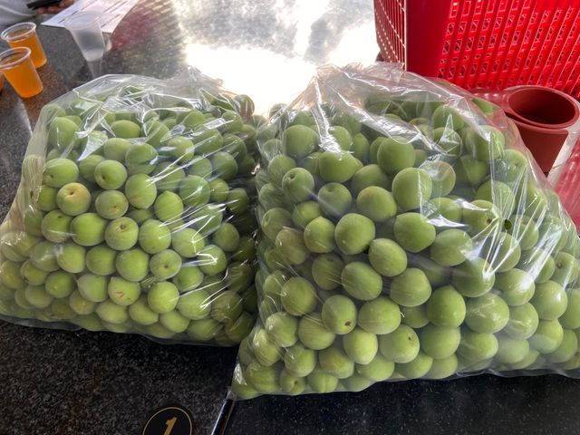 【台南梅嶺 結實纍纍手採青梅(大果)】Q梅・紫蘇梅・梅酒適用