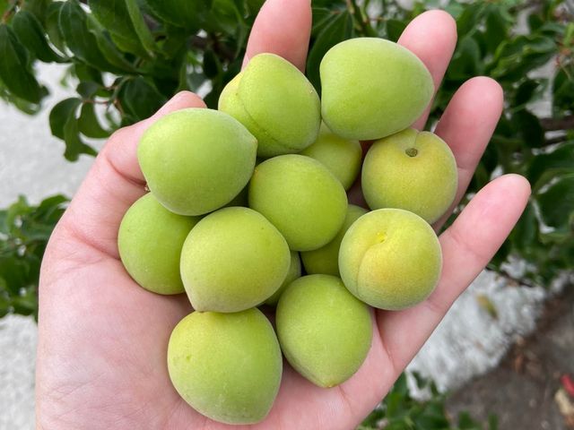 【台南梅嶺 結實纍纍手採青梅(大果)】Q梅・紫蘇梅・梅酒適用