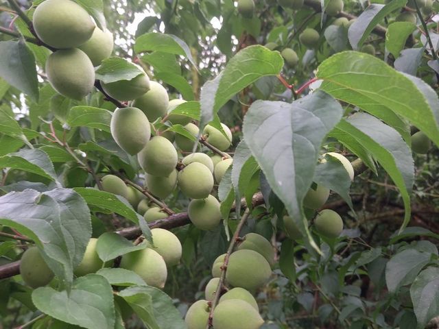 【台南梅嶺 結實纍纍手採青梅(大果)】Q梅・紫蘇梅・梅酒適用