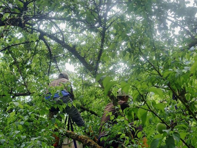 【台南梅嶺 結實纍纍手採青梅(大果)】Q梅・紫蘇梅・梅酒適用