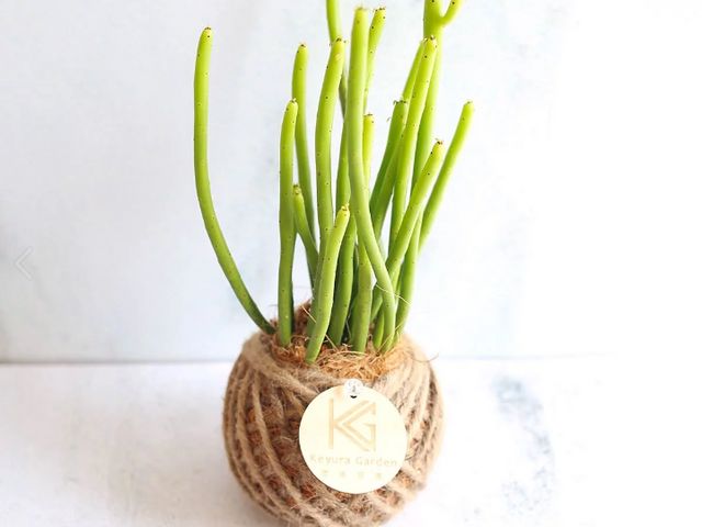 【瓔珞莊園 - PD41 綠珊瑚小苔球】自然系植栽，辦公室療癒小物
