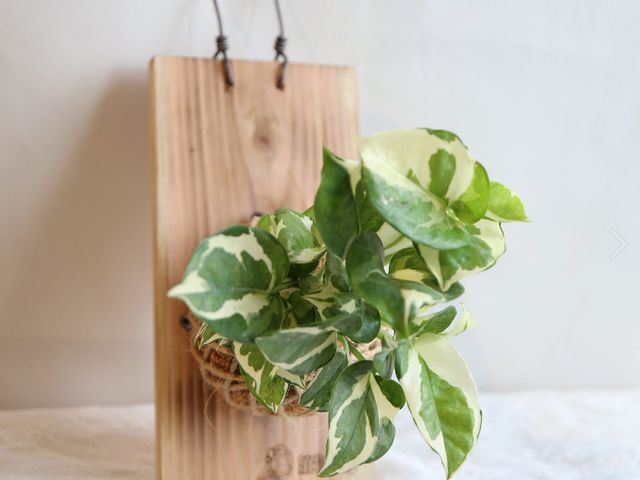 【瓔珞莊園 - PD16 白金葛板植】自然系植栽，辦公室療癒小物