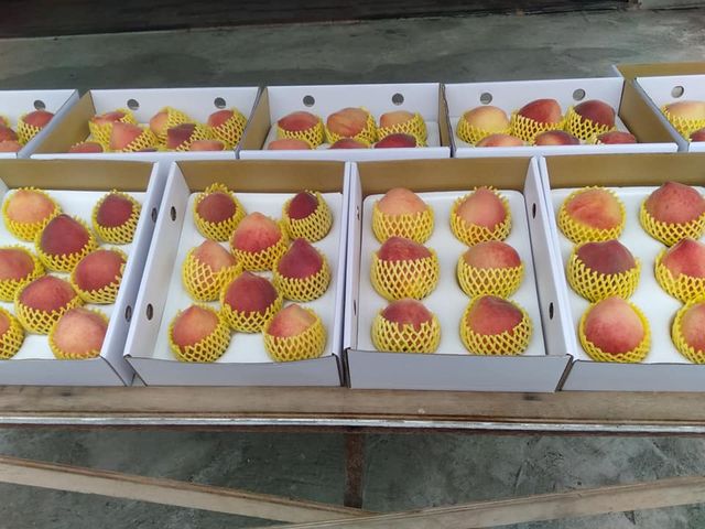 【採收中！那瑪夏 桃香濃郁的完熟蜜桃 6顆裝x2盒】全區網室栽培 用自製牛奶酵素呵護長大