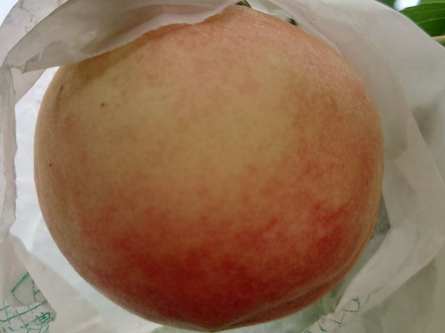 【桃園復興鄉的初夏水蜜桃 8顆裝(2斤)】高山水蜜桃 果肉細緻 香甜多汁