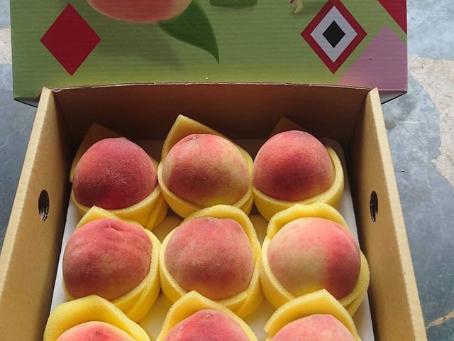 【桃園復興鄉的初夏水蜜桃 12顆裝(2斤)】高山水蜜桃 果肉細緻 香甜多汁
