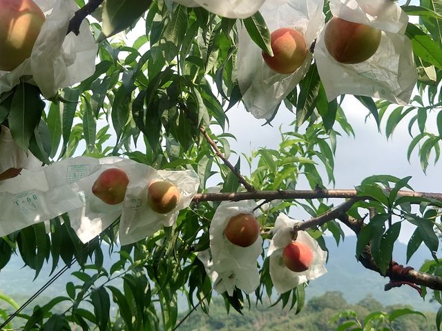 【復興鄉-日系白鳳水蜜桃 10顆裝(2斤2兩)】拉拉山水蜜桃 纖維少 汁多香甜
