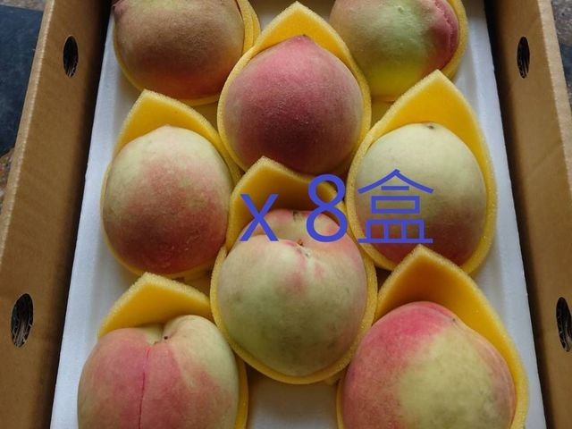 【復興鄉-日系白鳳水蜜桃 8顆裝x8盒(2斤2兩/盒)】拉拉山水蜜桃 纖維少 汁多香甜