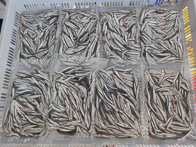 【澎湖海鮮直送 當季現撈生丁香2盒 (200g/盒)】鈣質含量豐富 自家船隊捕撈就是鮮