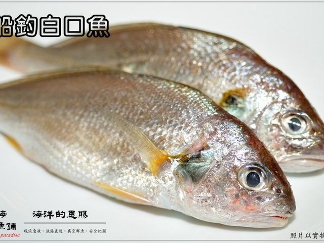 【船釣白口魚(2~4隻裝)】只要新鮮，簡單料理即是美味