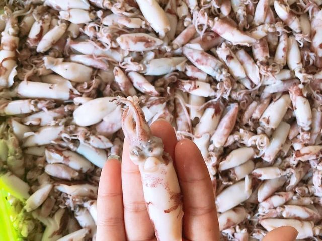 【澎湖海鮮直送 野生現撈熟凍迷你捲x2包 (350g/包)】季節限定小捲小管 自家船隊捕撈就是鮮