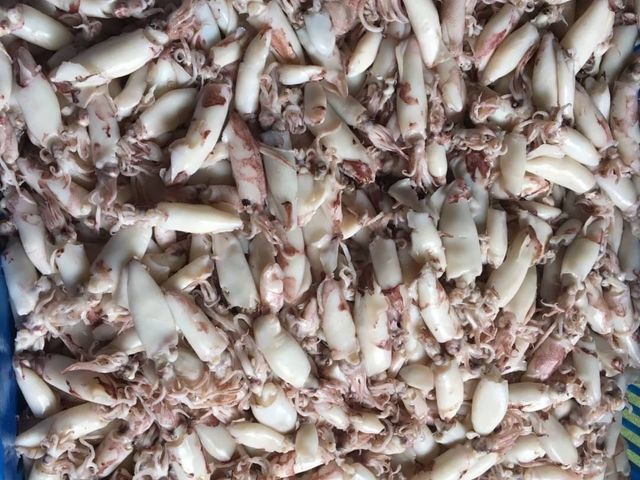 【澎湖海鮮直送 野生現撈熟凍迷你捲x2包 (350g/包)】季節限定小捲小管 自家船隊捕撈就是鮮