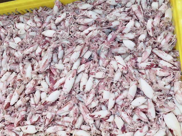 【澎湖海鮮直送 野生現撈熟凍迷你捲x2包 (350g/包)】季節限定小捲小管 自家船隊捕撈就是鮮