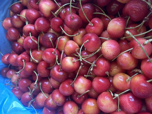 【史上最甜！超稀有華盛頓SKYLAR RAE草莓白櫻桃1kg禮盒(9-8.5R)】少見夢幻的新白櫻桃專利品種！