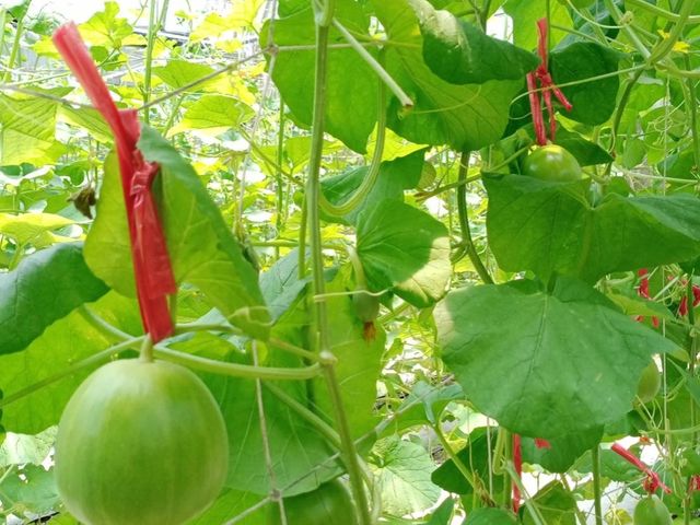 【屏東內埔 有機美濃瓜5斤】僅有一個月產季的高品質香瓜