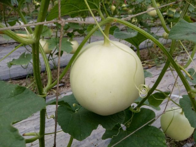 【屏東內埔 有機美濃瓜10斤】僅有一個月產季的高品質香瓜