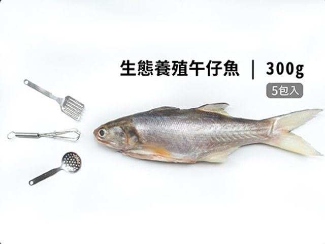 【飼好漁 生態養殖午仔魚300g 五包組】用好飼料好環境養好魚