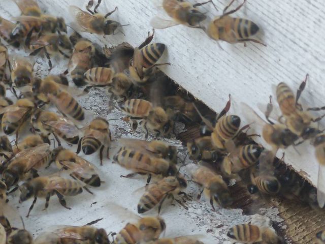 【免運再九折！台灣純正百花蜜 單瓶700g禮盒】養蜂人生的無添加純蜂蜜