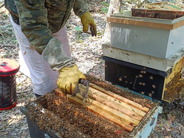 【免運再九折！台灣純正百花蜜 單瓶700g禮盒】養蜂人生的無添加純蜂蜜