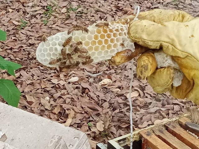 【台灣純正百花蜜 兩瓶禮盒組】養蜂人生的無添加純蜂蜜