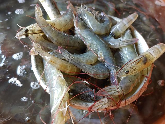 【好美 - 頂級靈芝白蝦600g】在文蛤生態池養殖的產銷履歷白蝦！