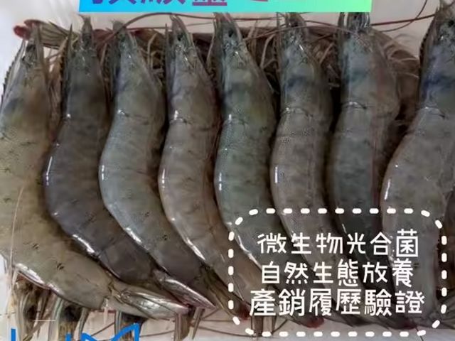【好美 - 頂級靈芝白蝦600g】在文蛤生態池養殖的產銷履歷白蝦！