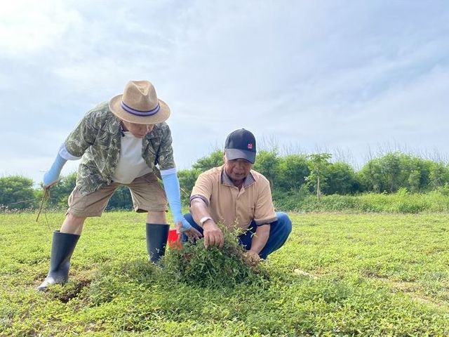 【澎湖太祖堂 - 一條根推拿乳霜100g】來自風寒濕重純淨無污染的澎湖海島