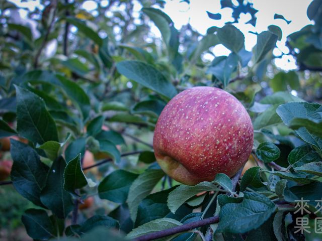 【預購 蘋果中的極品 梨山蜜蘋果 10入裝】獨特香氣脆甜多汁 秋季必嚐的甜蜜滋味