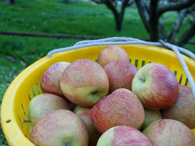 【蘋果中的極品 梨山蜜蘋果 12入裝】獨特香氣脆甜多汁 秋季必嚐的甜蜜滋味