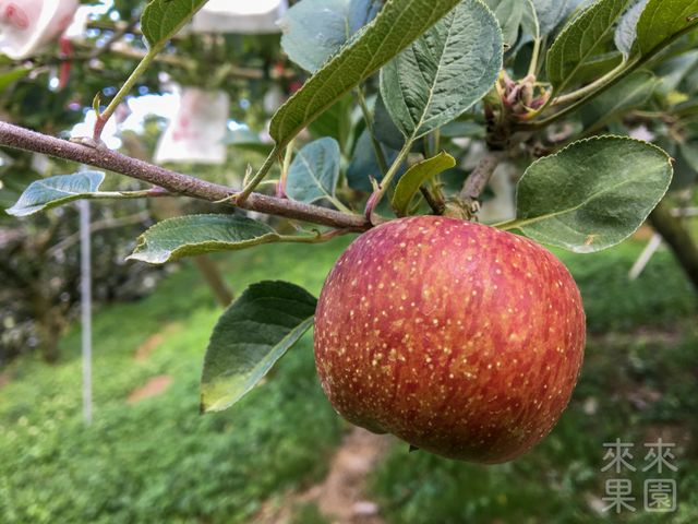 【蘋果中的極品 梨山蜜蘋果 15入裝】獨特香氣脆甜多汁 秋季必嚐的甜蜜滋味