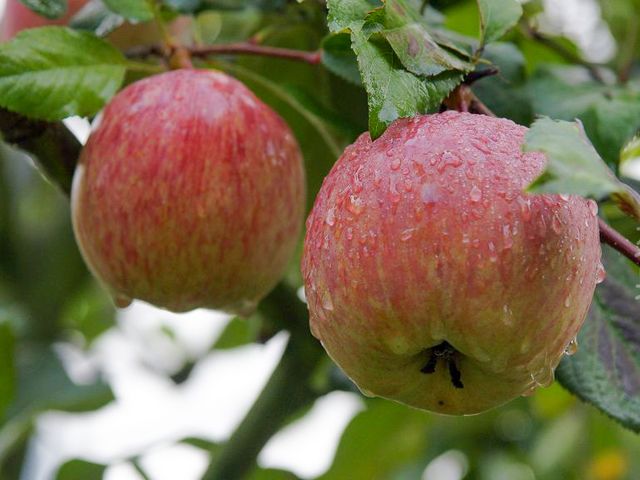 【蘋果中的極品 梨山蜜蘋果 20入裝】獨特香氣脆甜多汁 秋季必嚐的甜蜜滋味